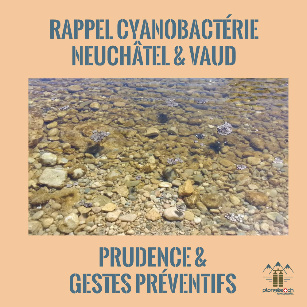 Rappel cyanobacteries